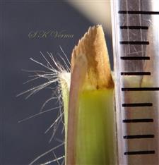  Ligule